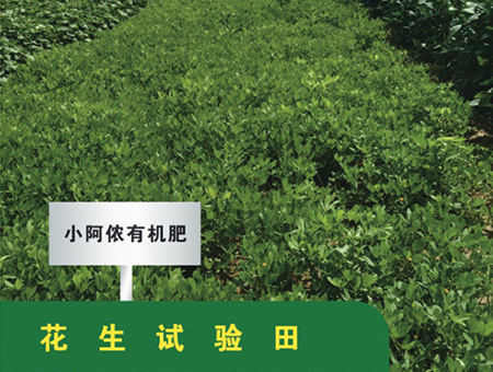 花生试验田