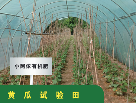 黄瓜试验田