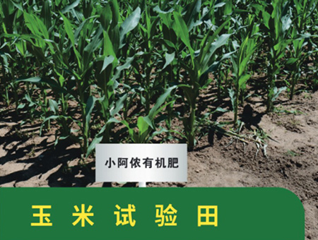 玉米试验田
