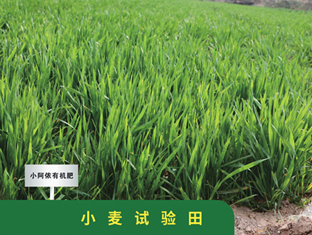 小麦试验田