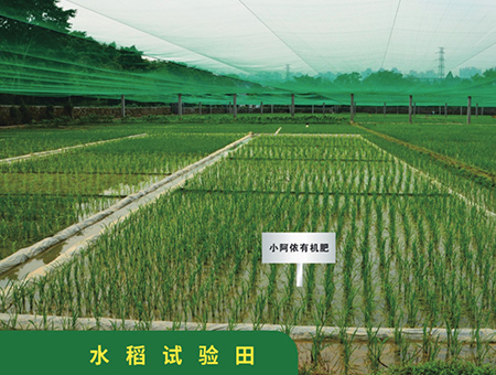 水稻试验田