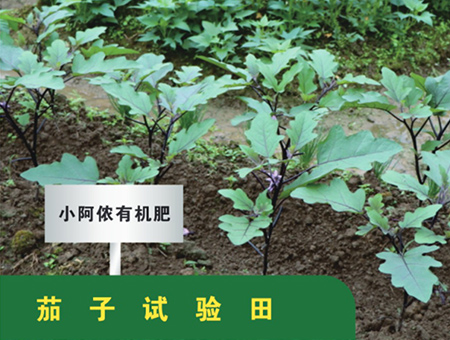 茄子试验田