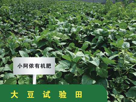 大豆试验田