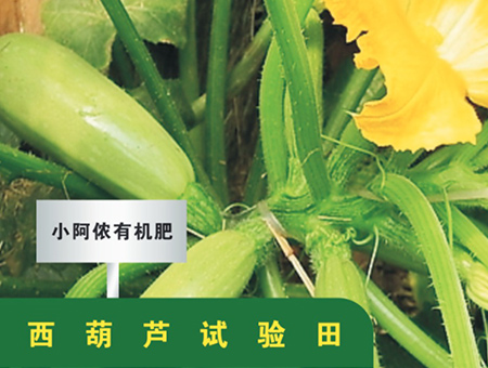 西葫芦试验田